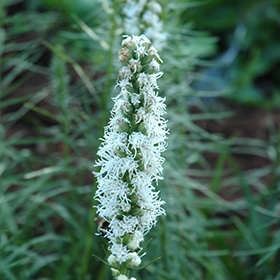 White Blazing Star Gayfeather