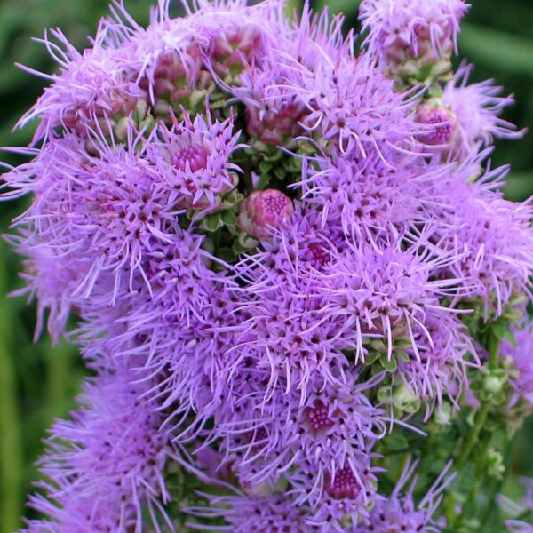 Rough Gayfeather