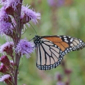 'Butterfly Magnet' Meadow Blazing Star