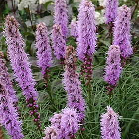 'Kobold' Gayfeather