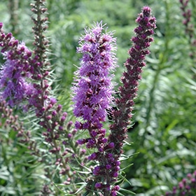 Prairie Blazing Star