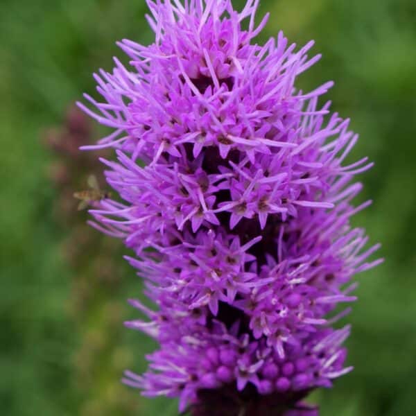 Blazing Star Gayfeather - Image 2