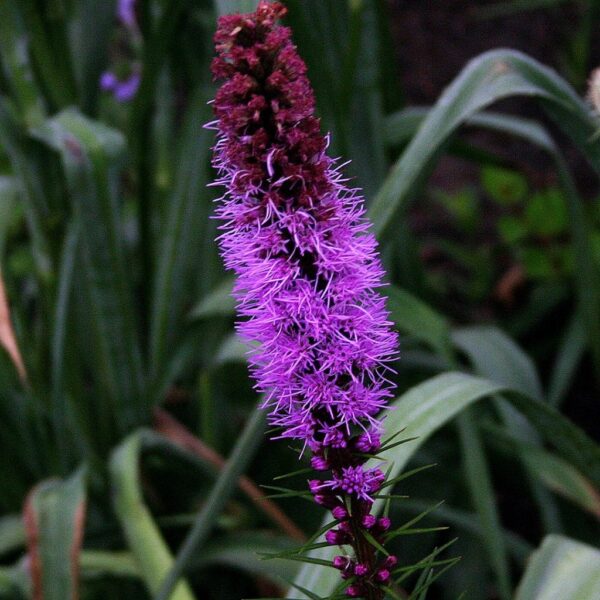 Blazing Star Gayfeather
