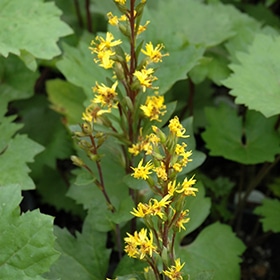 'Bottle Rocket' Ligularia