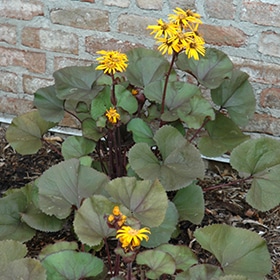 'Britt-Marie Crawford' Ligularia
