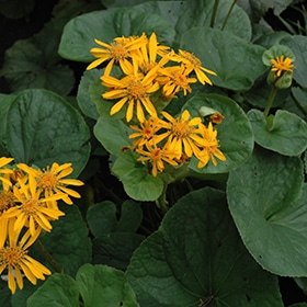 'Desdemona' Bigleaf Ligularia
