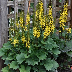 'Little Rocket' Ligularia
