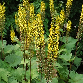 'The Rocket' Ligularia