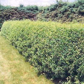 Privet, 'Cheyenne'
