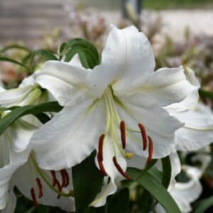 White Oriental Lily