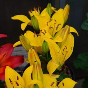 Golden Matrix Yellow Asiatic Lily