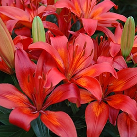 'Matrix' Asiatic Lily