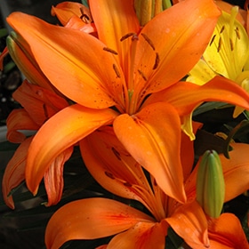'Orange Matrix' Asiatic Lily #1