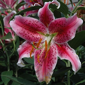 'Stargazer' Oriental Lily