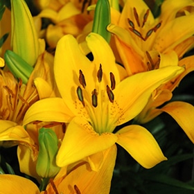 'Tiny Bee' Asiatic Lily
