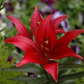 'Tiny Ghost' Asiatic Lily