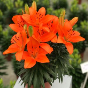 'Tiny Heroes' Asiatic Lily