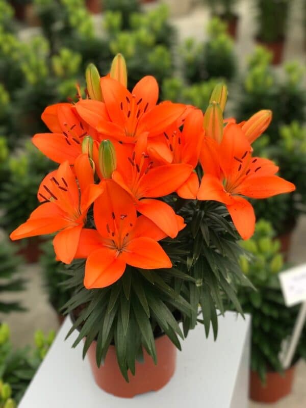 'Tiny Heroes' Asiatic Lily