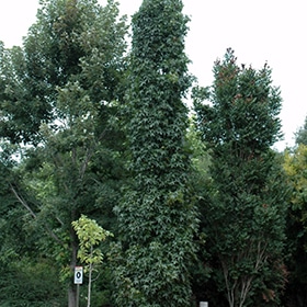 Sweetgum, 'Slender Silhouette'