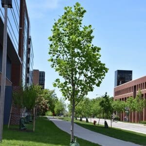 Tulip Tree, 'Emerald City'