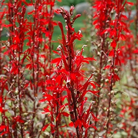 Black Truffle' Cardinal Flower