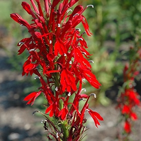 Cardinal Flower #1