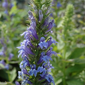 Giant Blue Lobelia