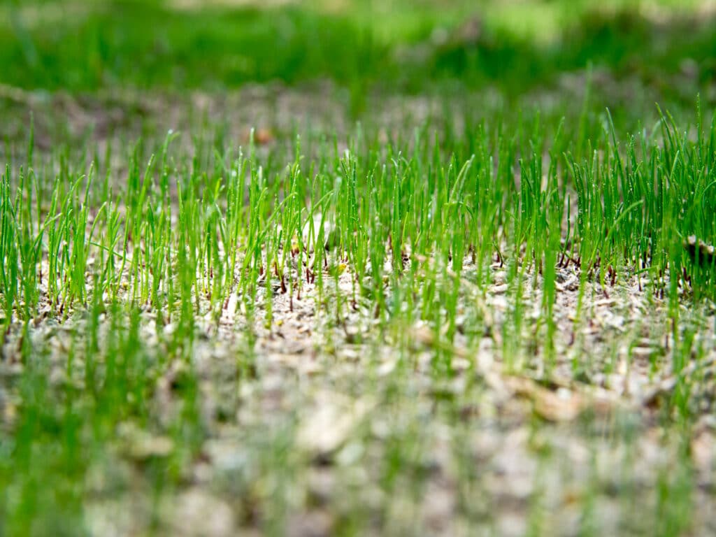 New grass seed sprouting in a yard