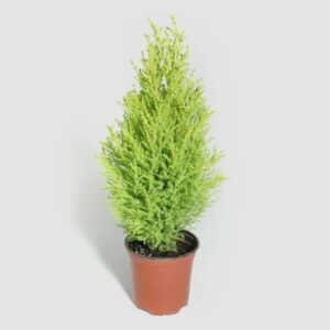 Lemon Cypress