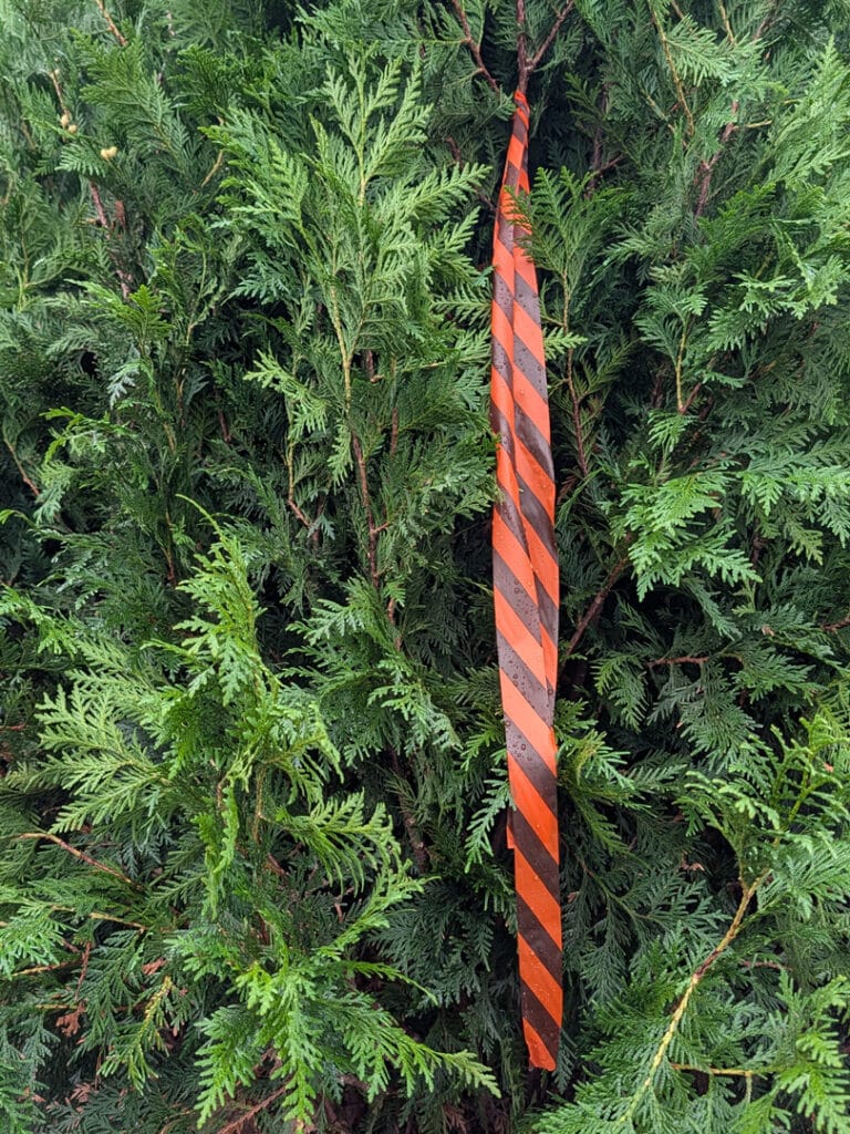 Evergreen tagged in nursery field with orange ribbon