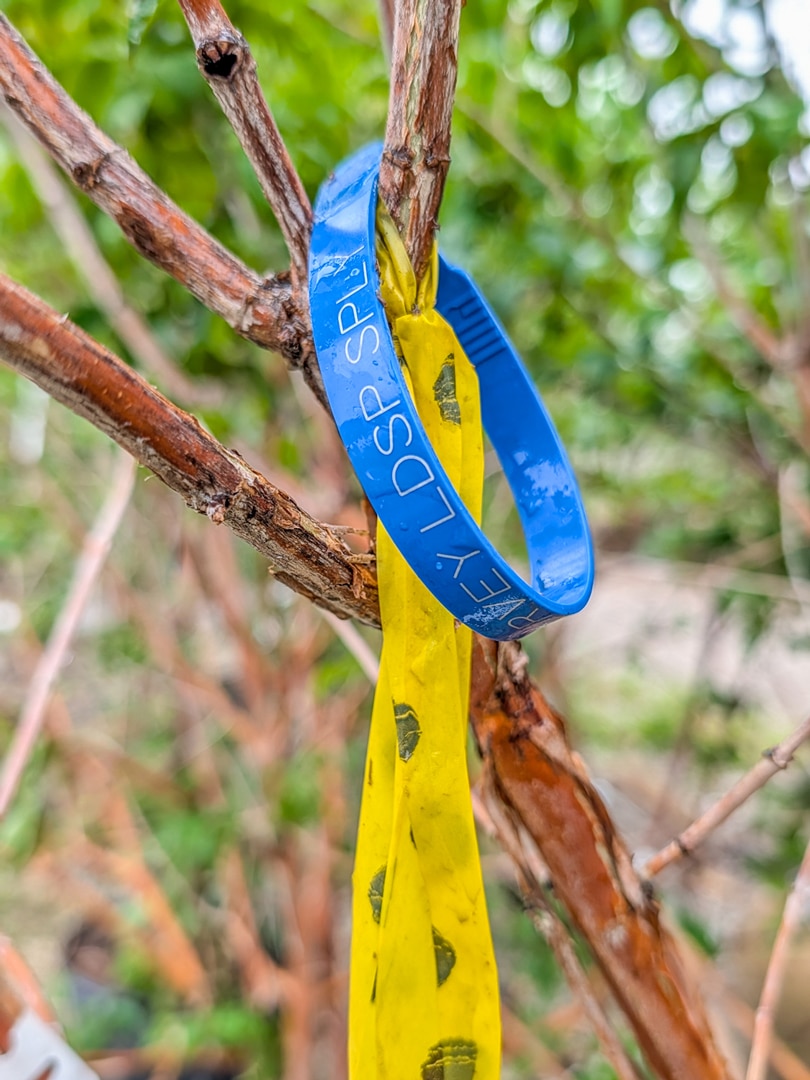 Heptacodium tagged with yellow ribbon and sealed with blue Lurvey seal