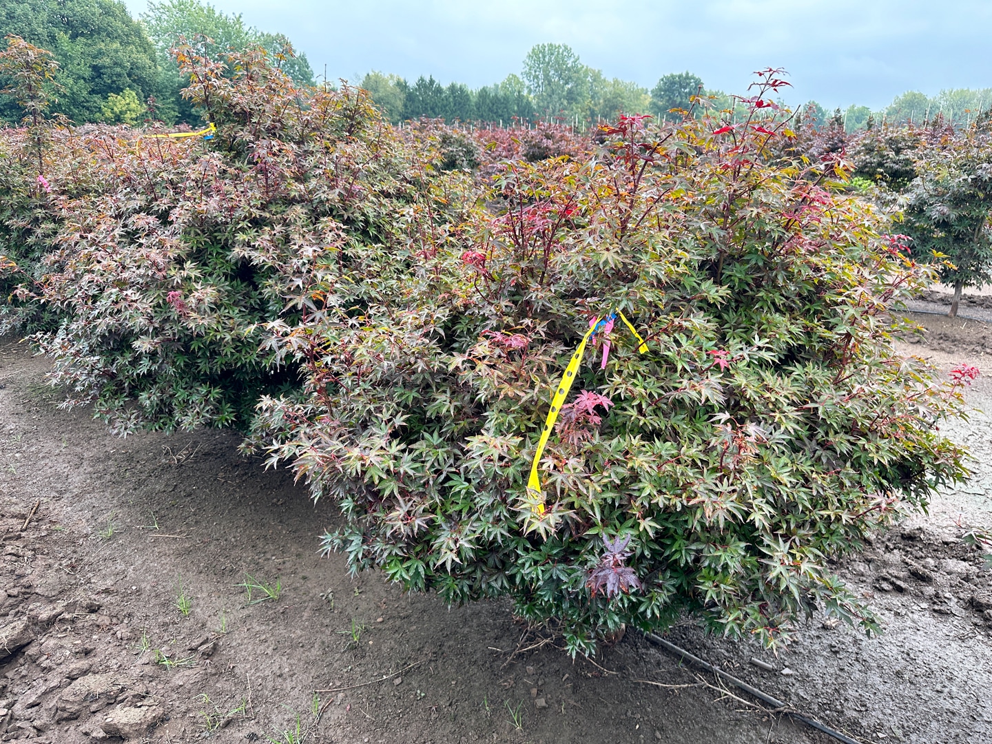 Japanese maple tagged in a nursery field with yellow tagging ribbon