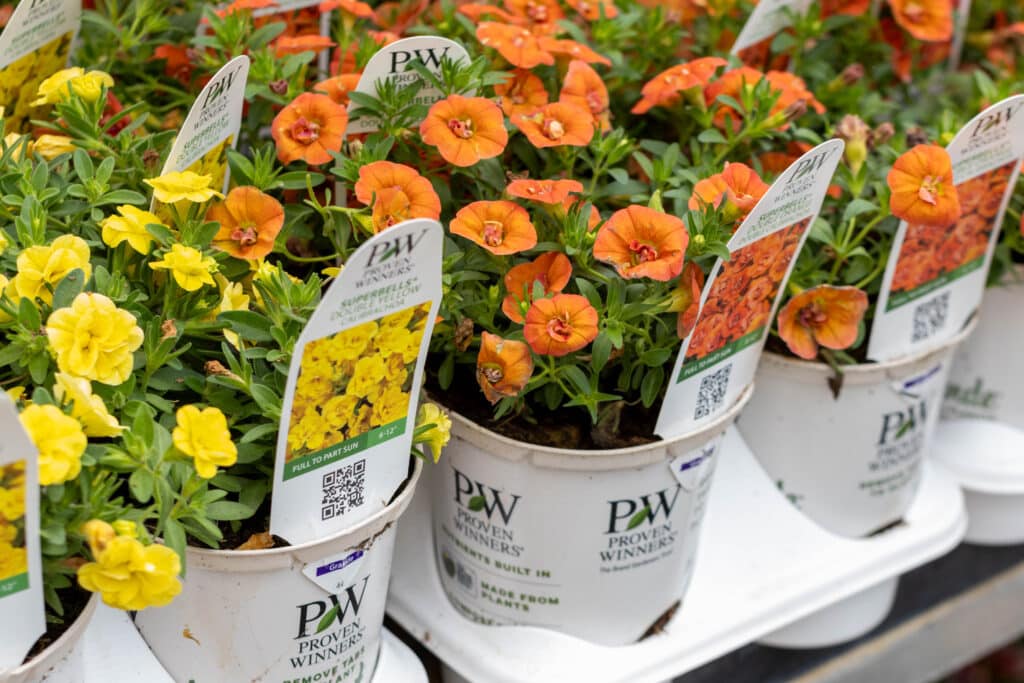 seasonal flowers blooming