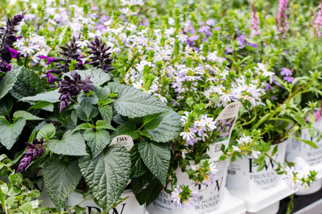 annual flowers in bloom