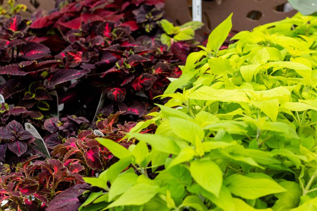coleus and potato vine