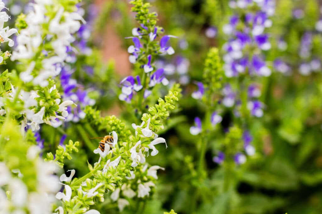Pollinator and seasonal blooms