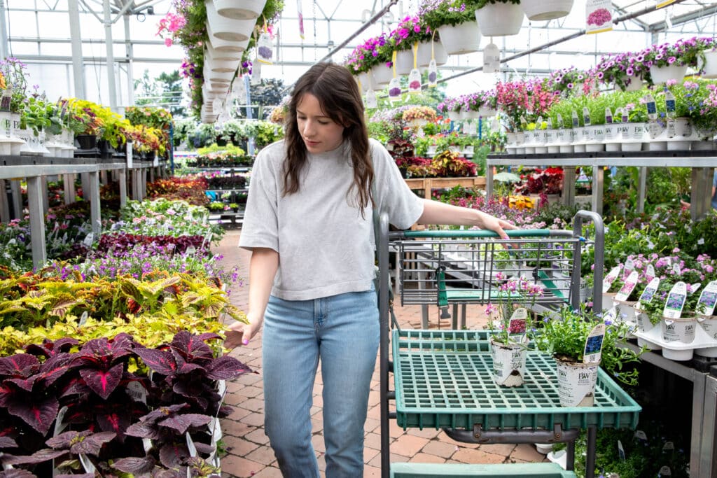 customer shopping annual flowers