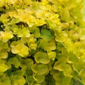 Lysimachia - 4"pot