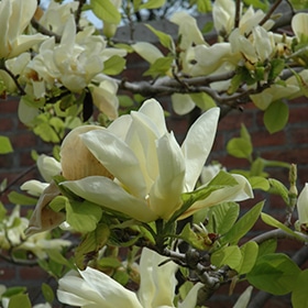 Magnolia, 'Elizabeth' 2.5"
