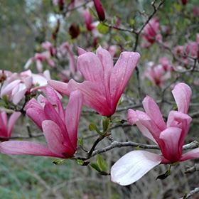 Magnolia, 'Galaxy'