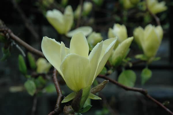 Magnolia, 'Golden Gift' 5.0' Specimen