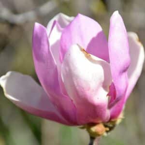 Magnolia, 'Jane' 6.0'