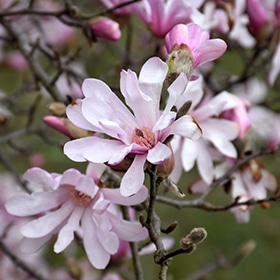 Magnolia, 'Leonard Messel' 6.0'