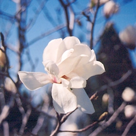 Magnolia, 'Merrill'