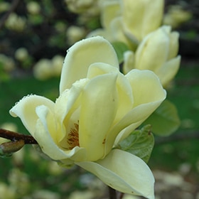 Magnolia, 'Lois'