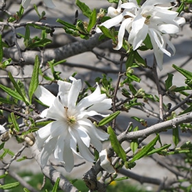Magnolia, 'Royal Star'