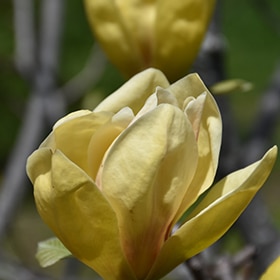Magnolia 'Sunsation'