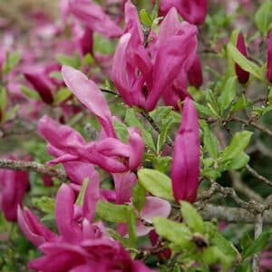 Magnolia, 'Susan'