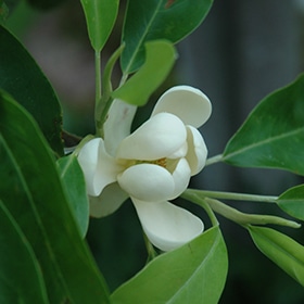 Magnolia, Sweetbay