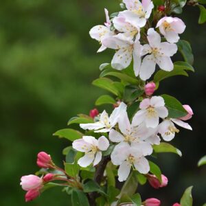 Crab, 'Sparkling Sprite'